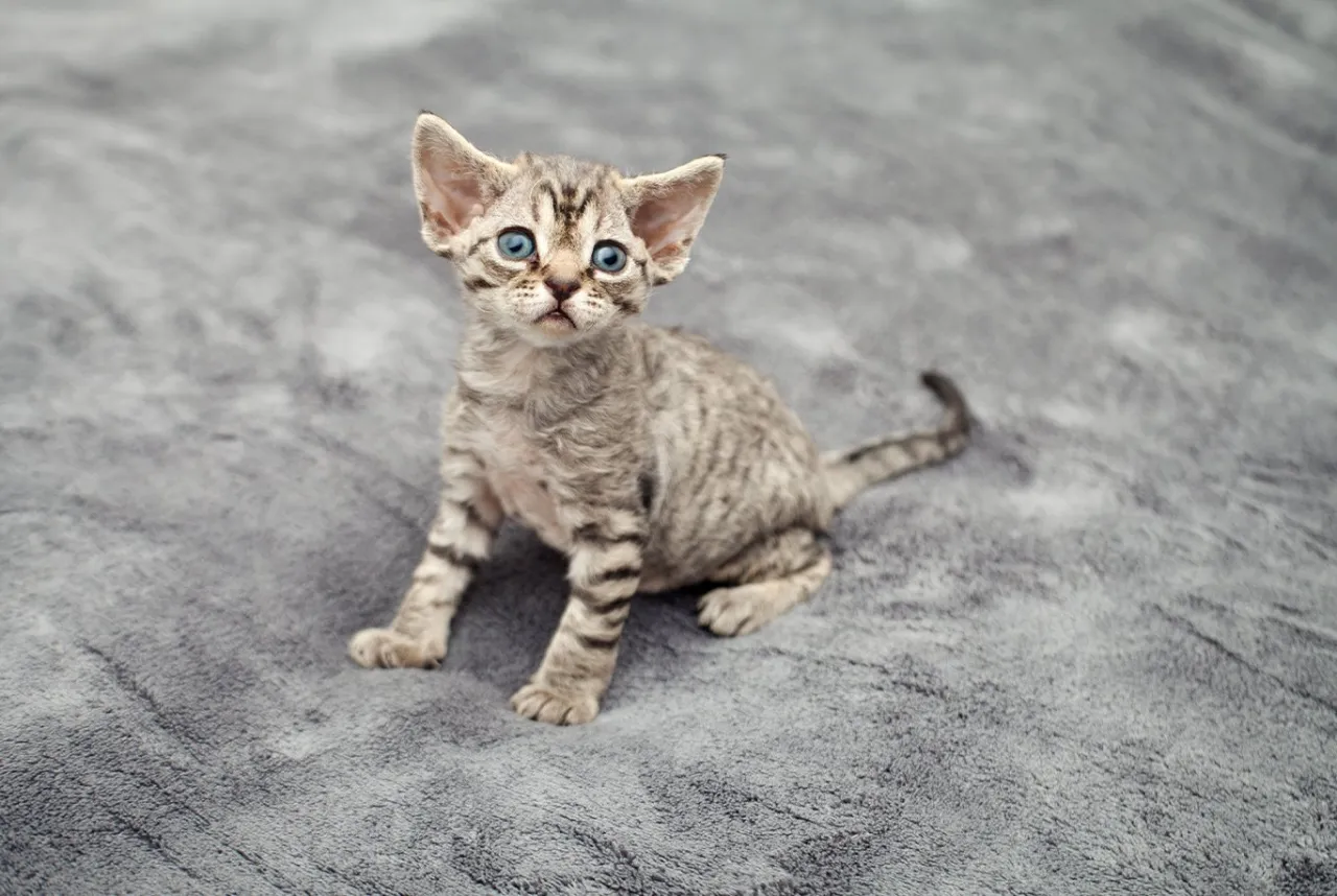 Zdjęcie Kolory Devon Rex: Jakie są najpiękniejsze umaszczenia tej rasy?