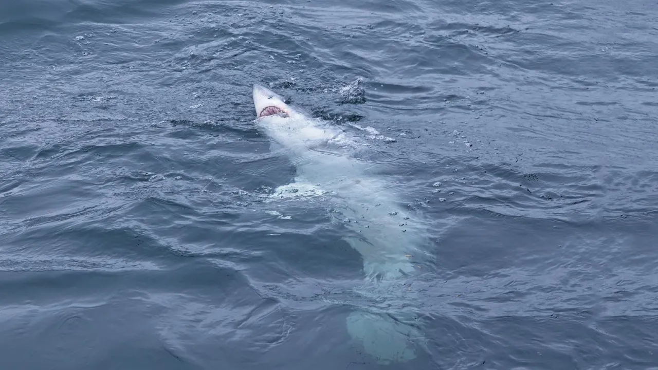 Zdjęcie Jakie rekiny są w Morzu Bałtyckim i dlaczego warto je znać