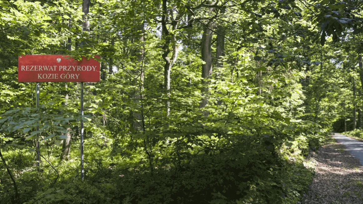Zdjęcie Rezerwat przyrody Kozie Góry: unikalna fauna, flora i atrakcje