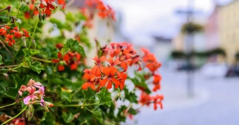 Zdjęcie Kiedy sadzić pelargonie do gruntu, aby uniknąć przymrozków?