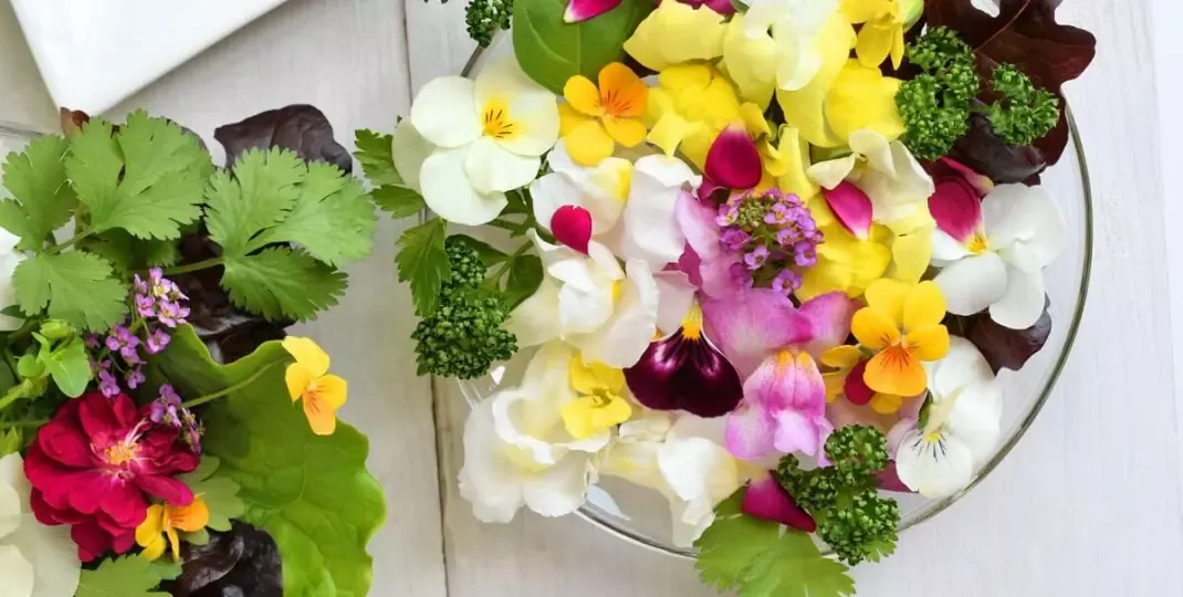 Zdjęcie Jadalne kwiaty: Bezpieczne przepisy i inspiracje prosto z ogrodu