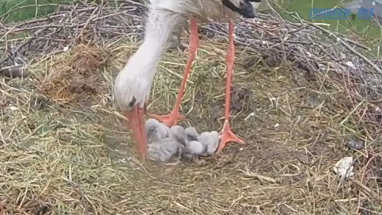 Zdjęcie Czy bocian je żaby? Odkryj prawdę o diecie bocianów