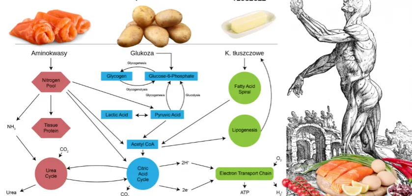 Zdjęcie Jak naprawić metabolizm i odzyskać energię oraz lepszą sylwetkę