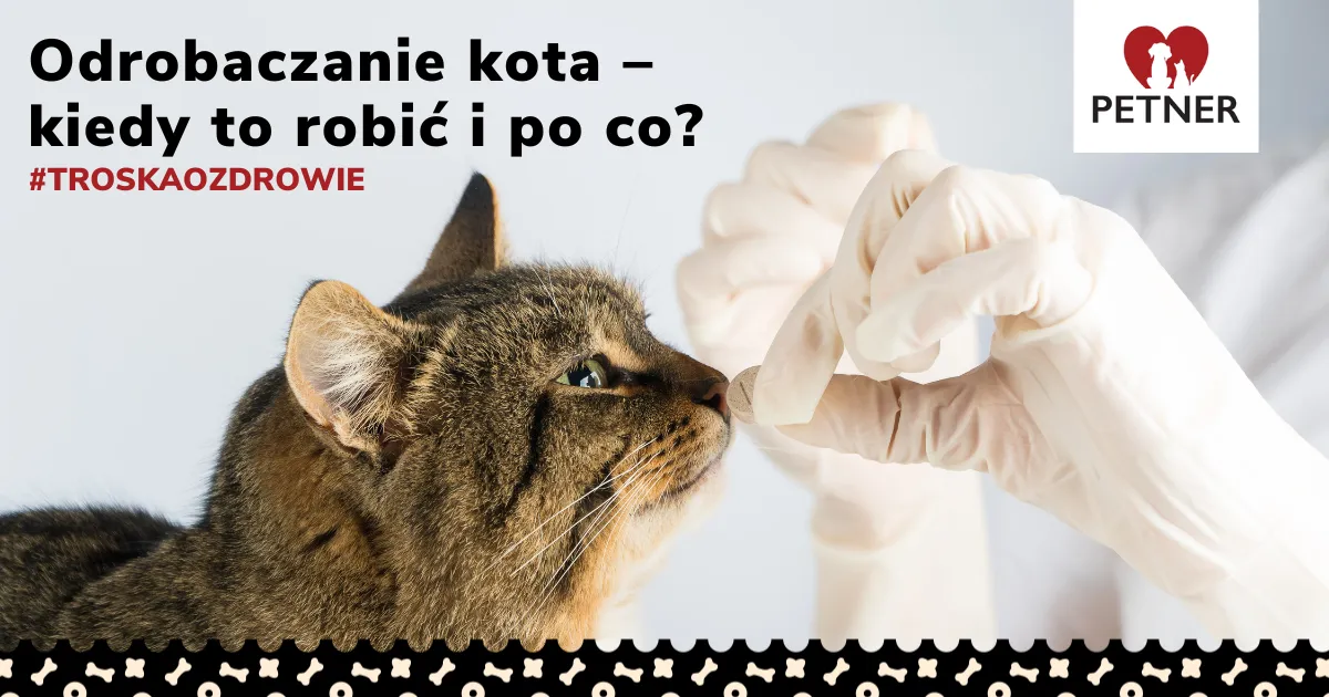 Zdjęcie Jak często odrobaczać kota? Poznaj zalecenia weterynarzy