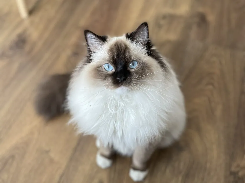 Zdjęcie Czy ragdoll gubi sierść? Oto, co musisz wiedzieć o linieniu
