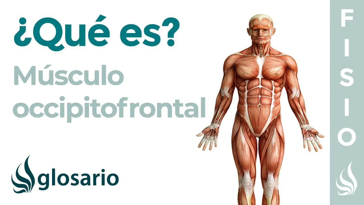 Zdjęcie Todo lo que necesitas saber sobre el músculo frontal y su función