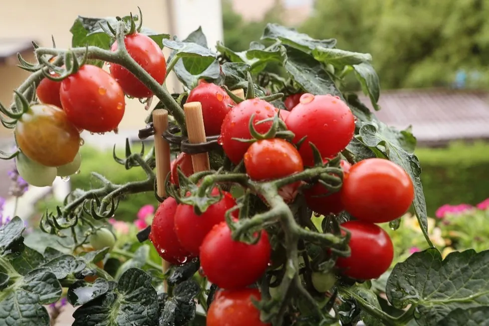 Zdjęcie Pomidorki koktajlowe jak sadzić: uniknij najczęstszych błędów