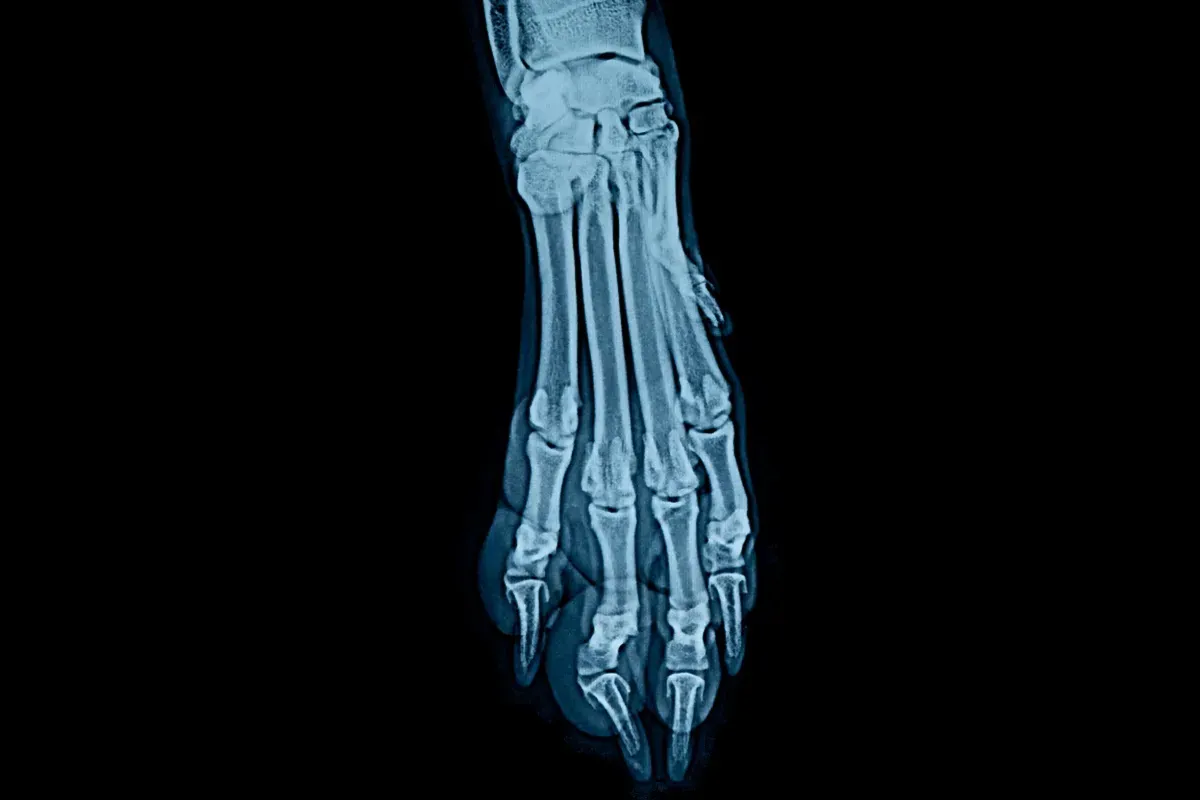 rentgen kości psa choroby wzrostowe