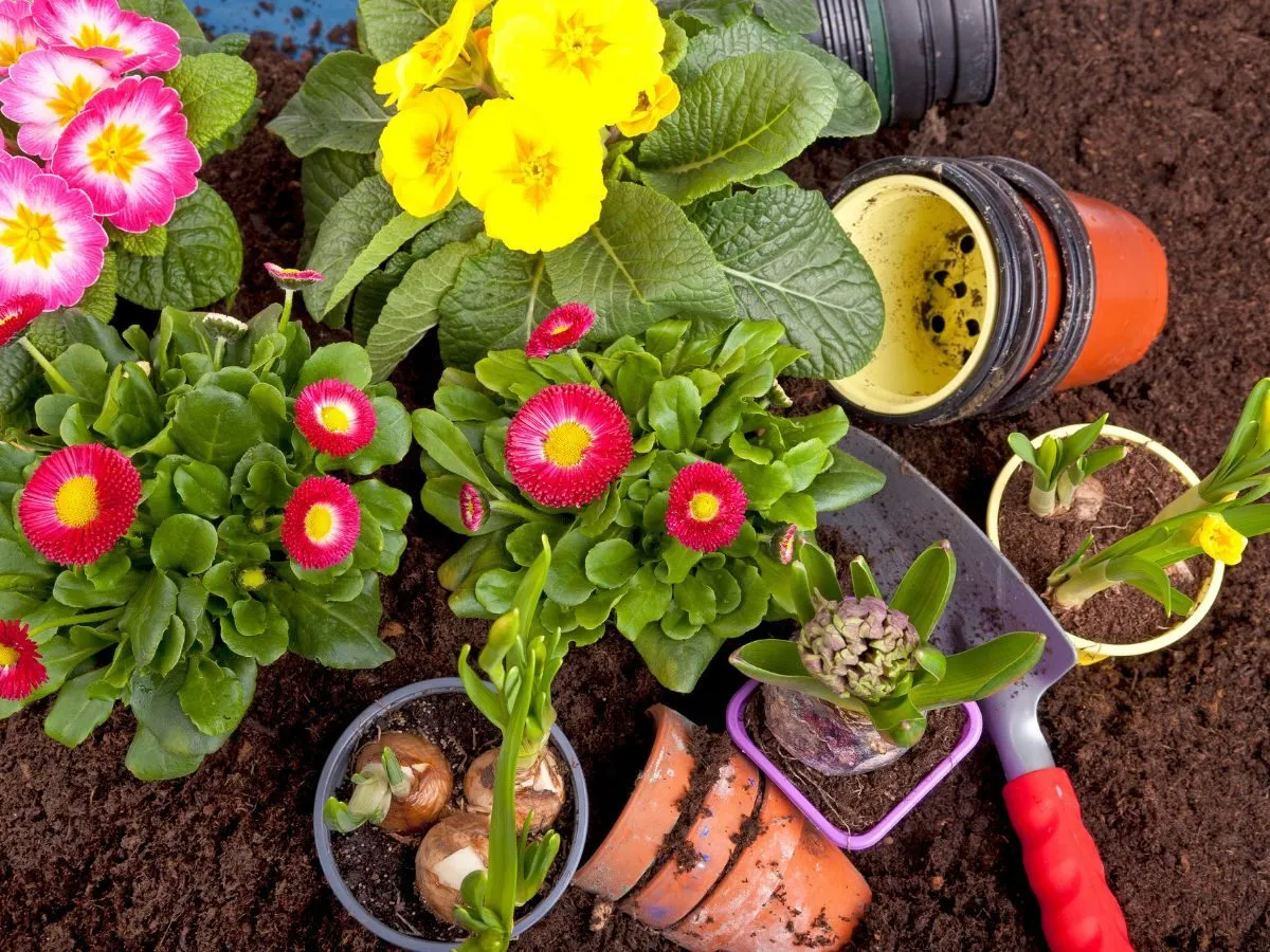 wysiew nasion stokrotek