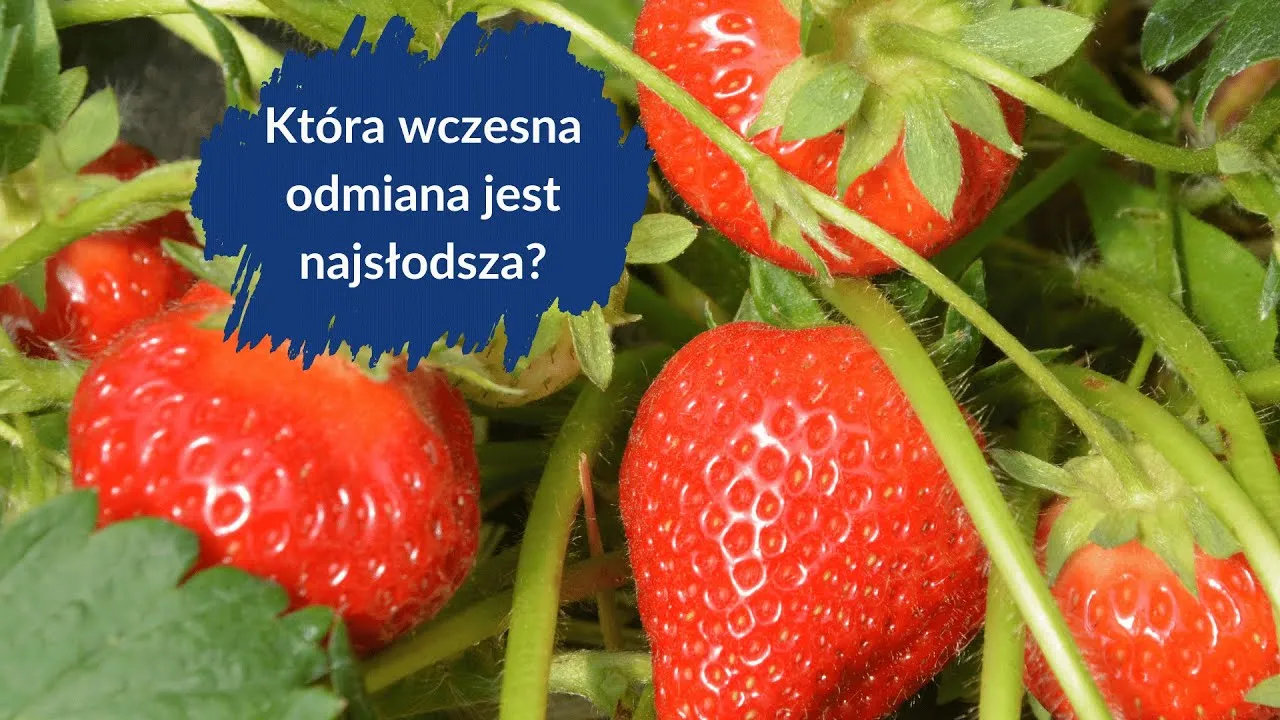 polskie truskawki wczesne uprawa tunelowa