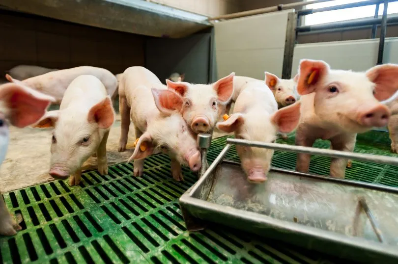 Cennik badania mięsa na włośnicę weterynarz