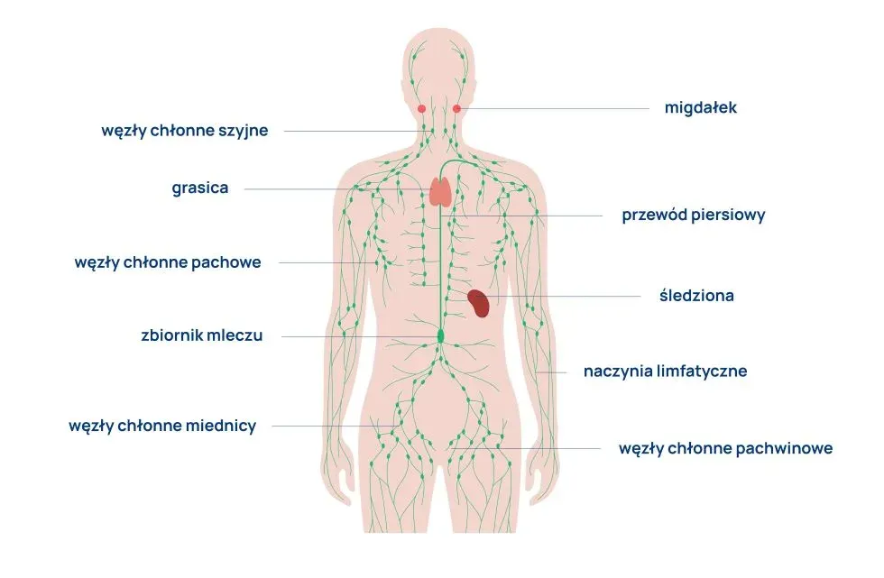 Układ limfatyczny człowieka