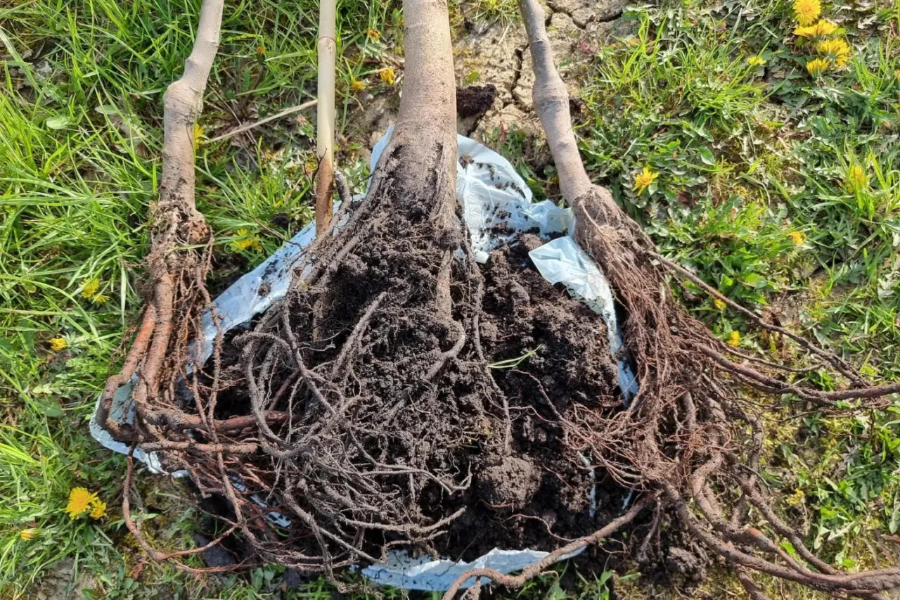 Sadzonki drzew owocowych z gołym korzeniem i w doniczce