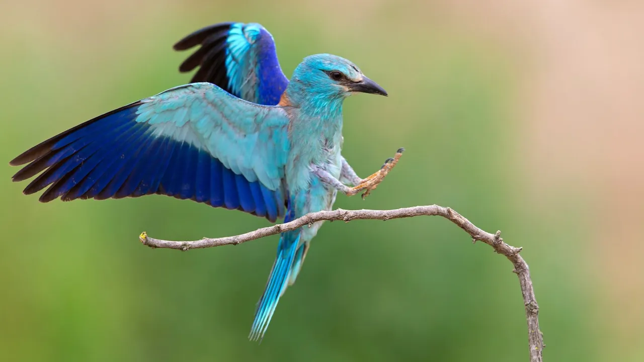 Milknące niebo nad Polską - ptaki zagrożone