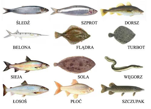 różne gatunki ryb bałtyckich