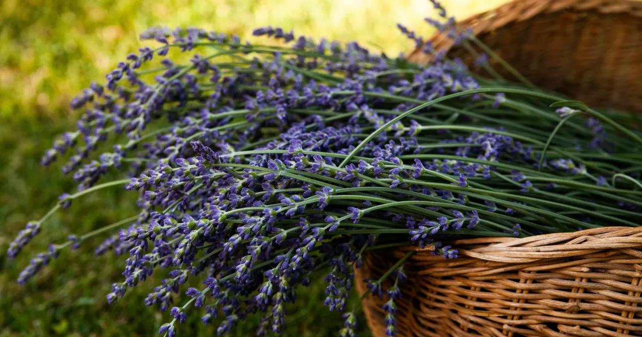 Lawenda jadalna w kuchni