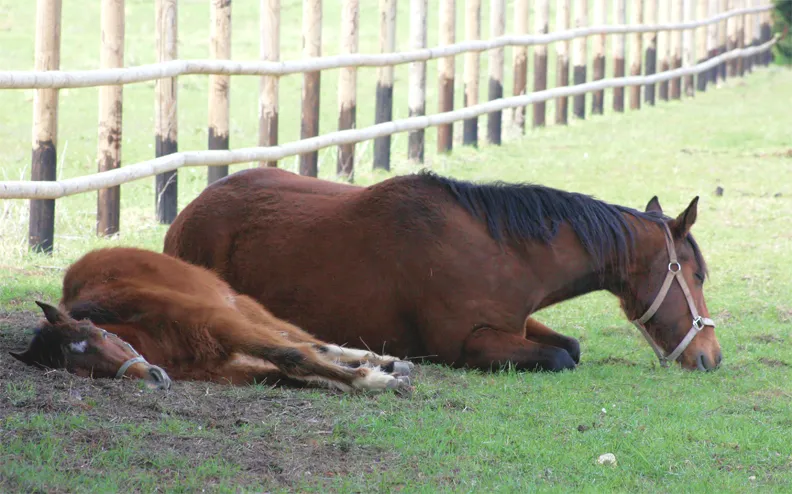 koń śpiący na boku w stajni