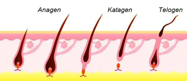 Cykl wzrostu włosa u psa schemat