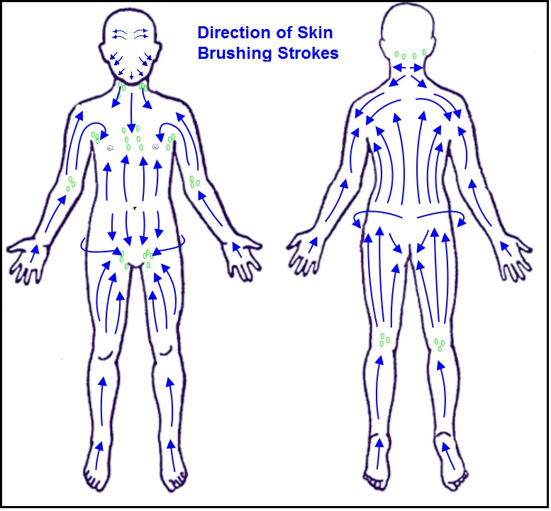 schemat kierunk&oacute;w szczotkowania ciała na sucho