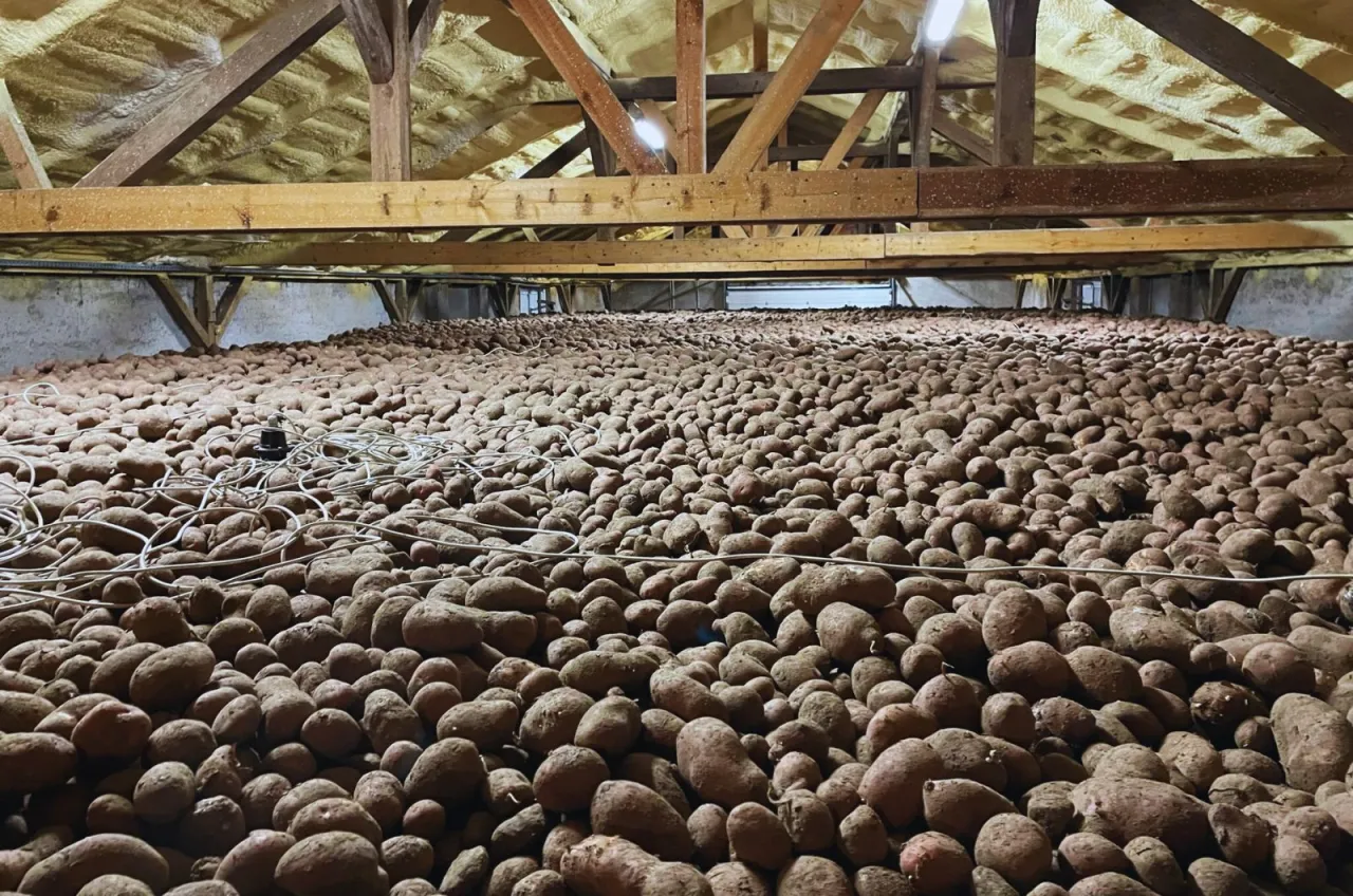 Ogromna ilość bulw ziemniaka wypełnia stodołę, tworząc brązowy dywan pod drewnianym stropem.