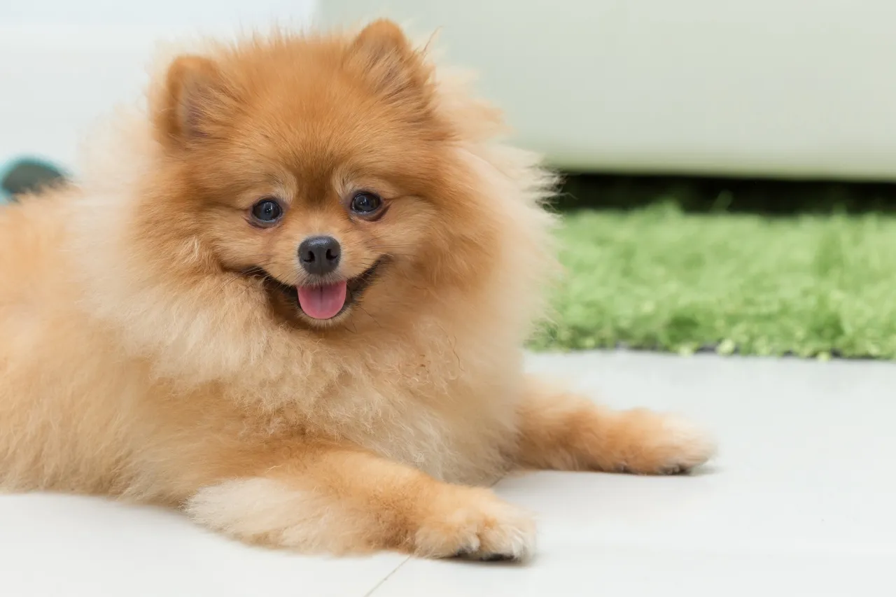 Szpic miniaturowy z bujną sierścią