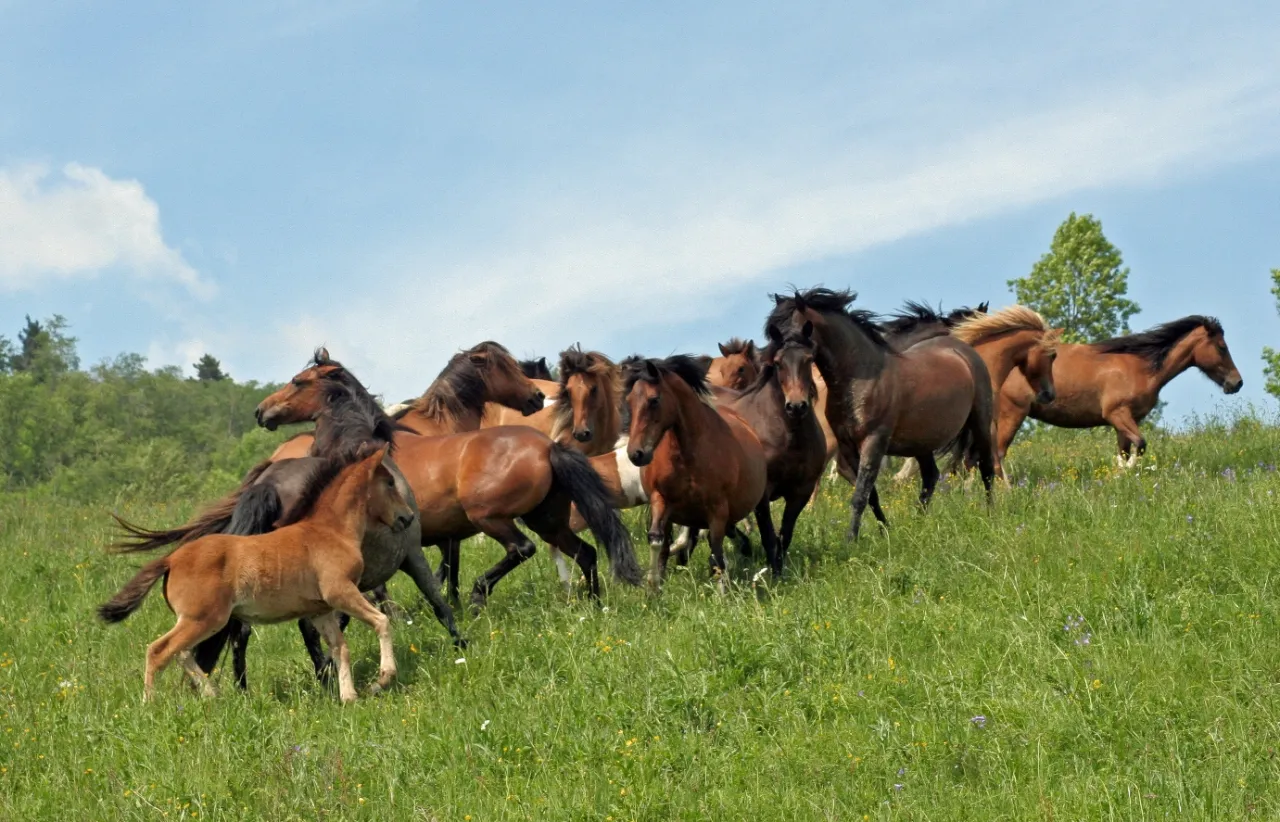 Koń huculski w Bieszczadach