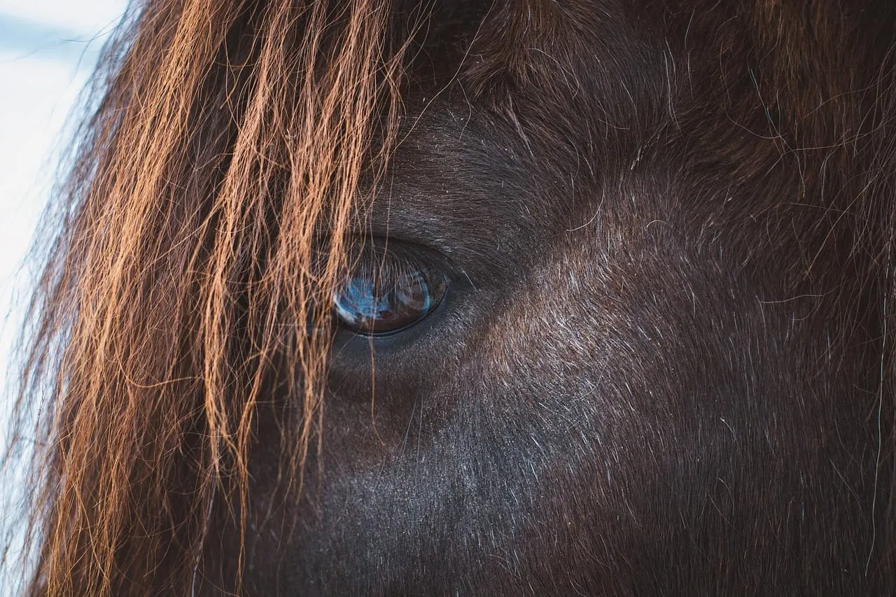 Pierwszy kontakt z koniem