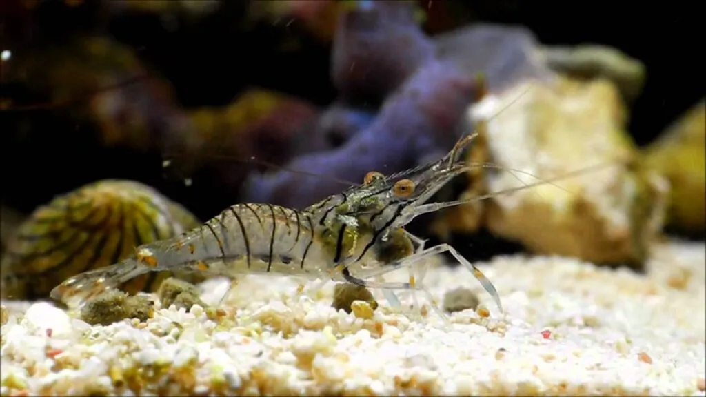 krewetka bałtycka, krewetka atlantycka, krewetka orientalna porównanie