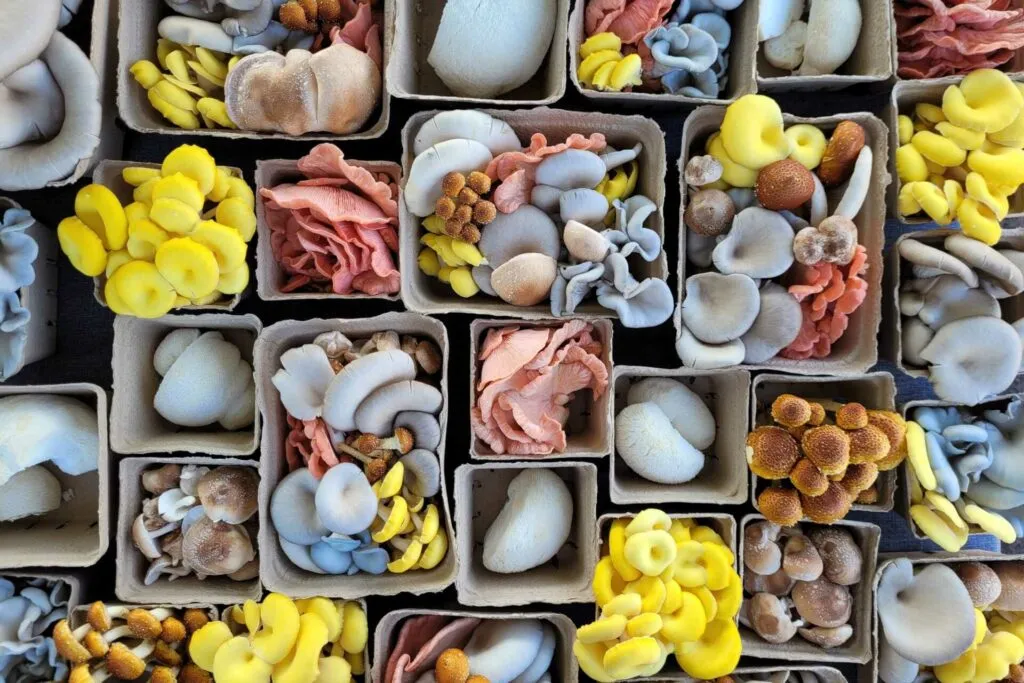 r&oacute;żne odmiany boczniak&oacute;w kolory