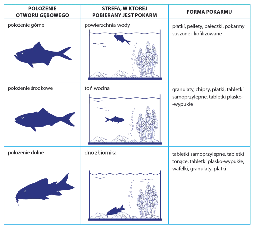 różne rodzaje pokarmów dla rybek akwariowych