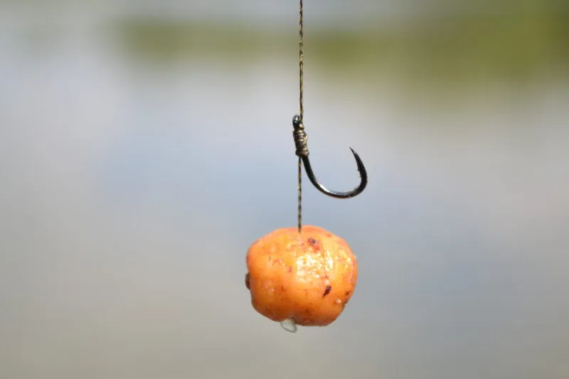 orzech tygrysi wędkarstwo