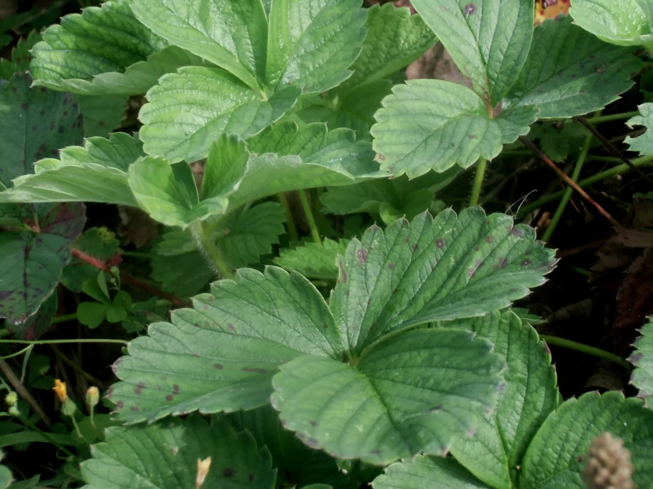 Liście truskawek z ciemnymi plamami, objawy niedoboru wapnia.