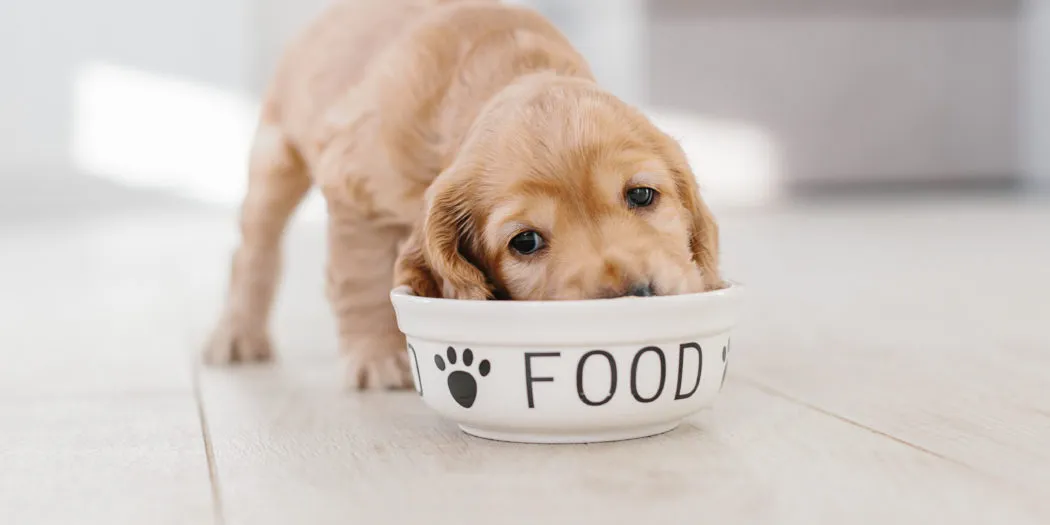 szczeniak je karmę junior