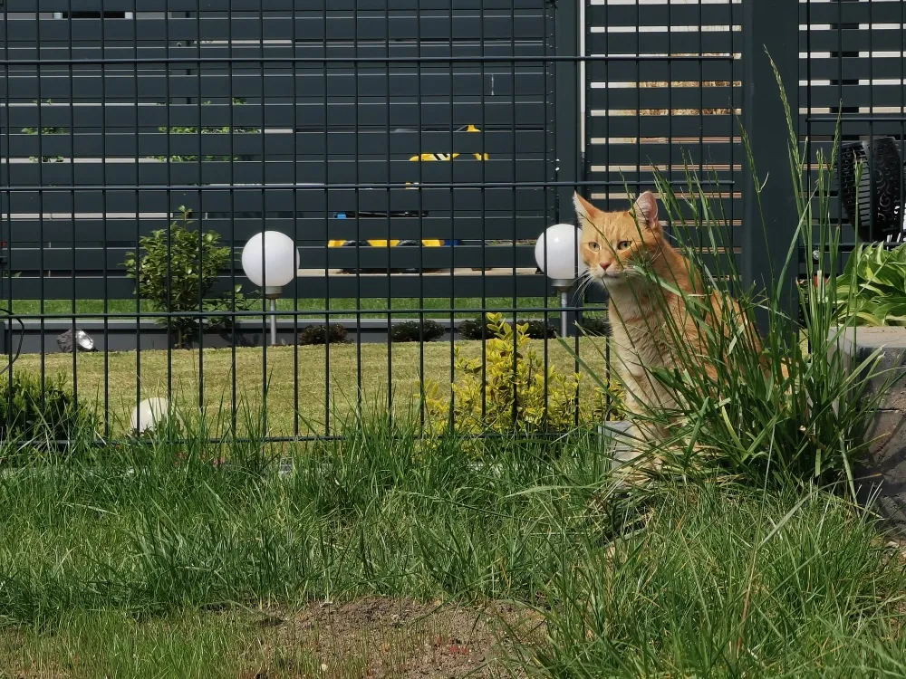 różne fizyczne zabezpieczenia płotu przed kotem