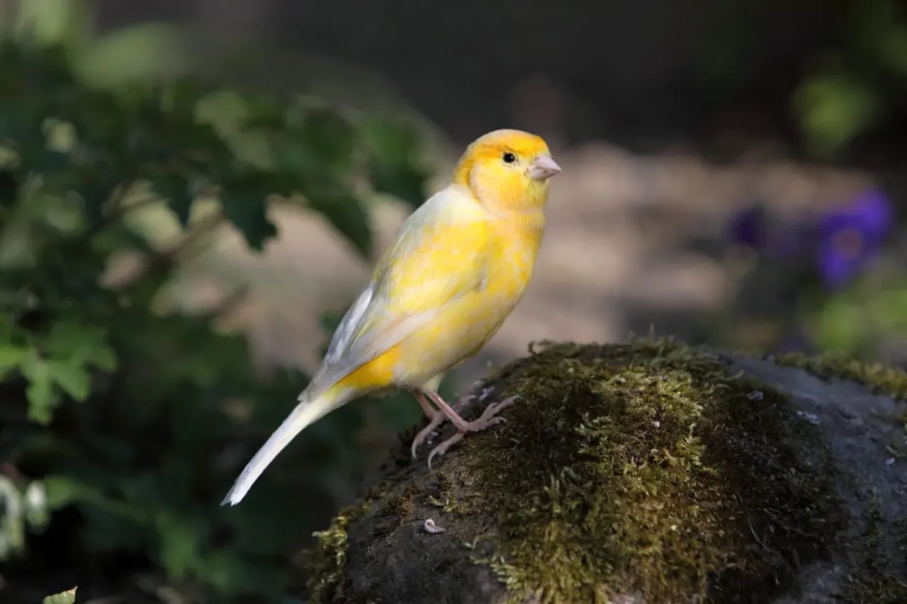 kanarek domowy w naturze zagrożenia