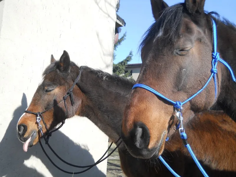 rodzaje ogłowi bezwędzidłowych