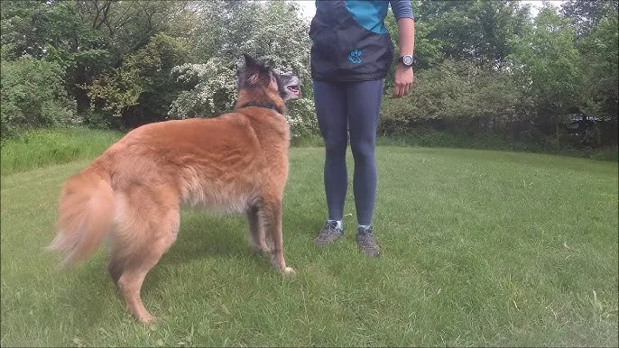 pies wykonujący komendę siad waruj zostań