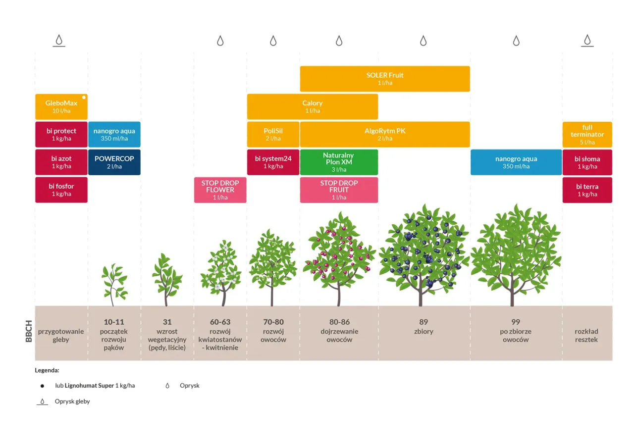 borówka amerykańska idealne pH gleby infografika