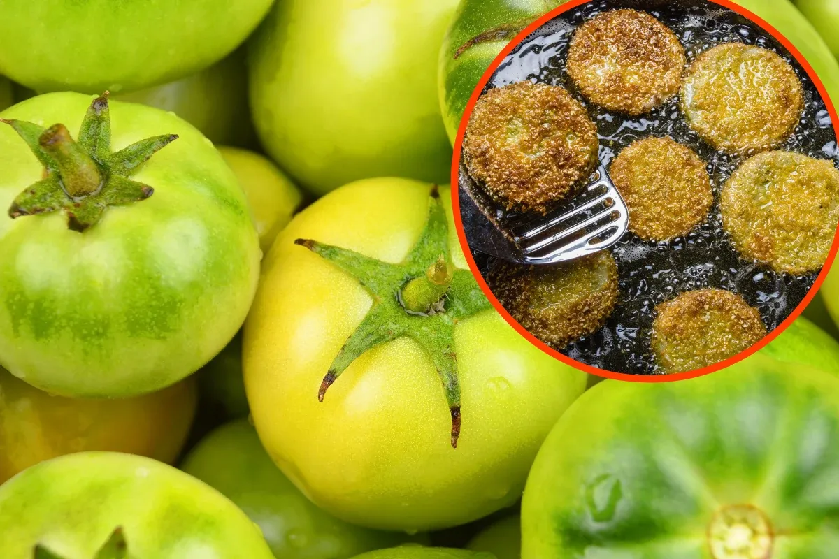 Zielone pomidory w zbliżeniu, a w okręgu smażone na patelni. Czy kr&oacute;lik może jeść pomidory?