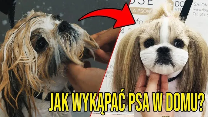 Shih tzu kąpiel krok po kroku ochrona uszu oczu
