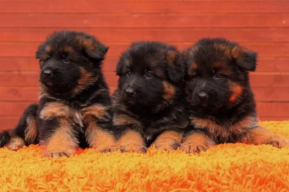 Owczarek niemiecki szczeniak z rodowodem ZKwP