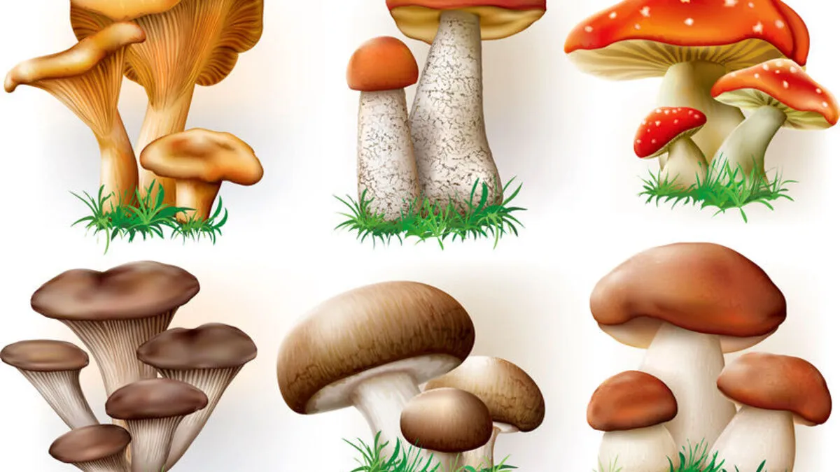 atlas grzybów jadalnych i trujących