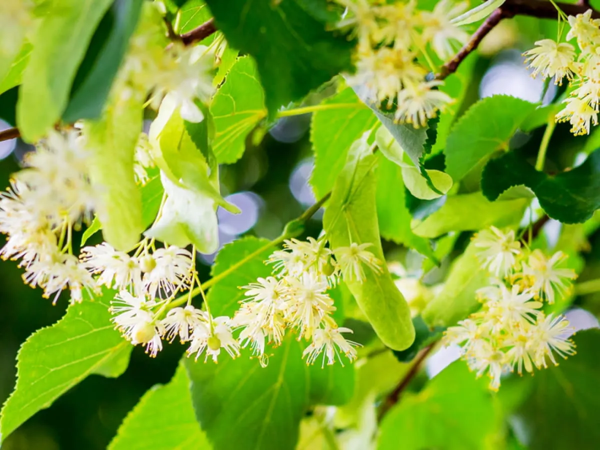 Kwitnąca lipa w Polsce