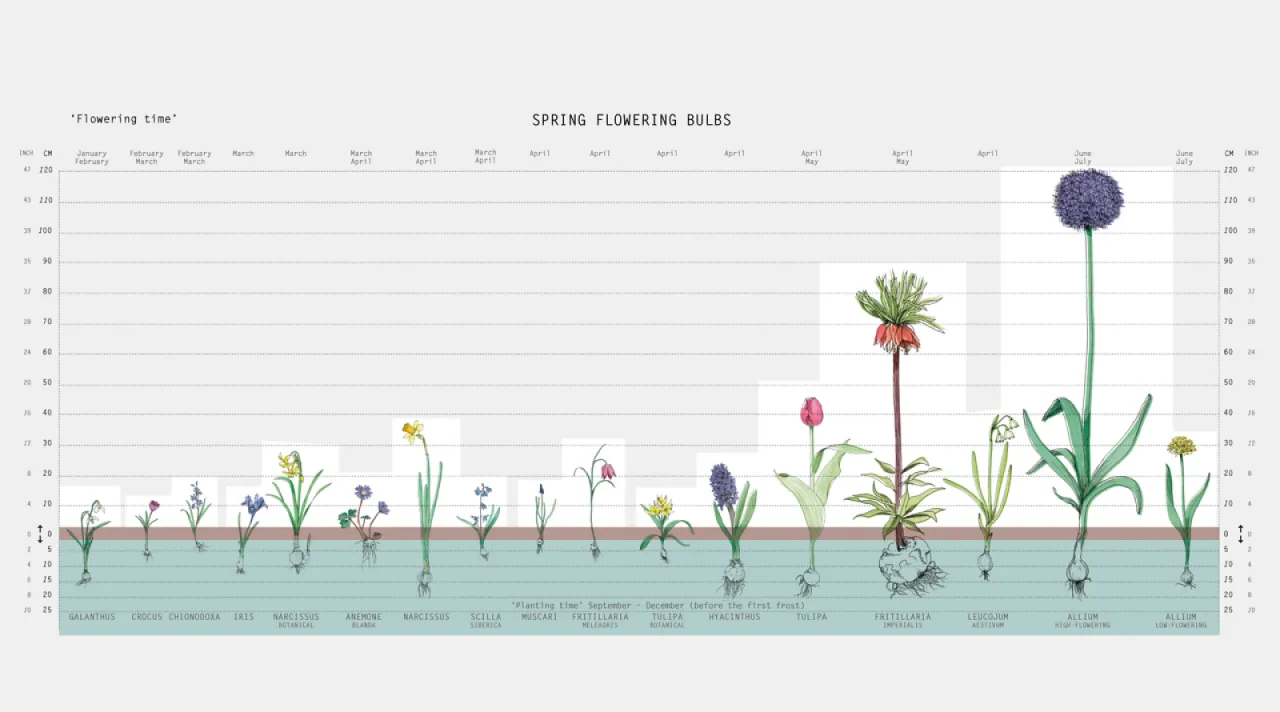 schemat sadzenia cebulek kwiatowych głębokość odstępy