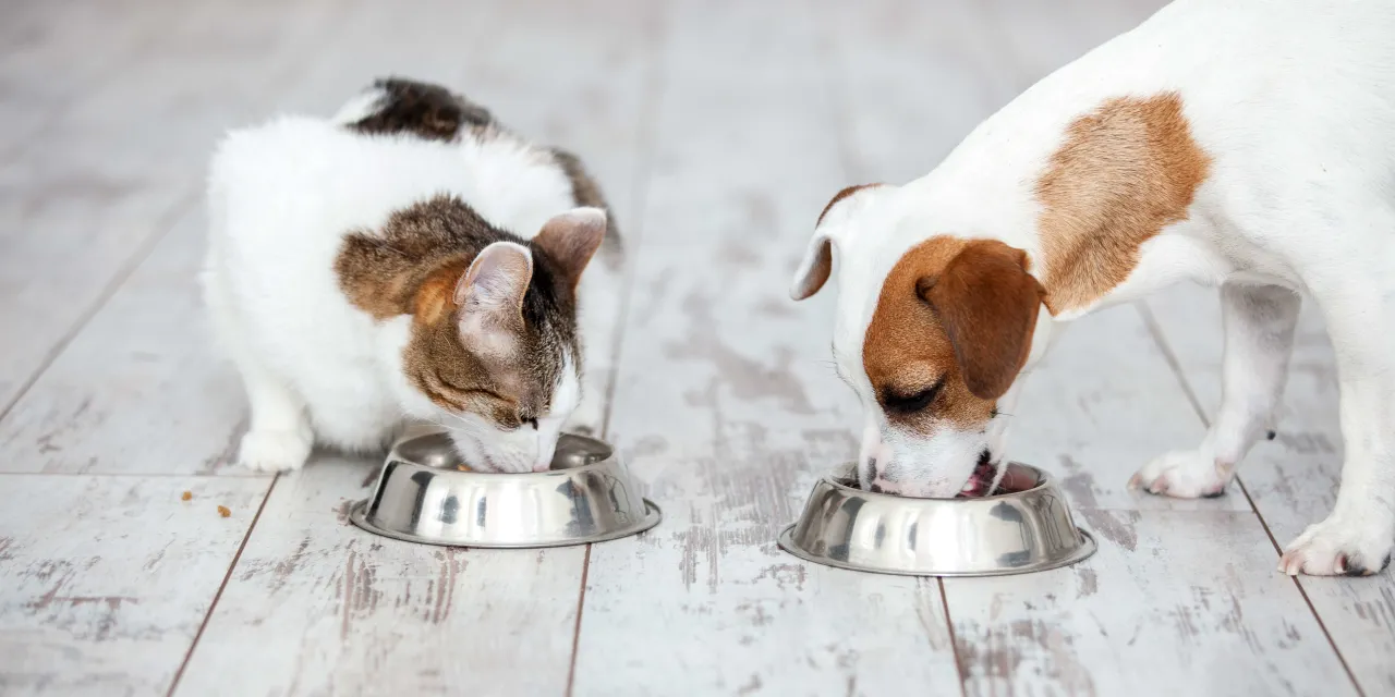 Pies i kot jedzące z osobnych misek