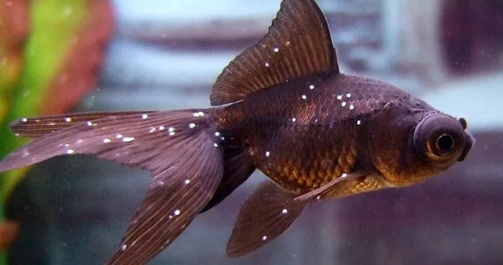 ryba w słoiku kontra ryba w akwarium, cierpienie ryby