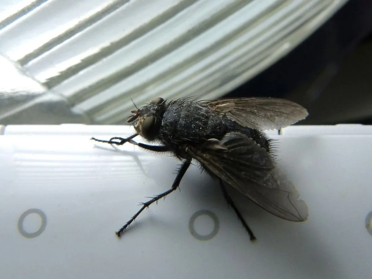 Czysty taras bez much