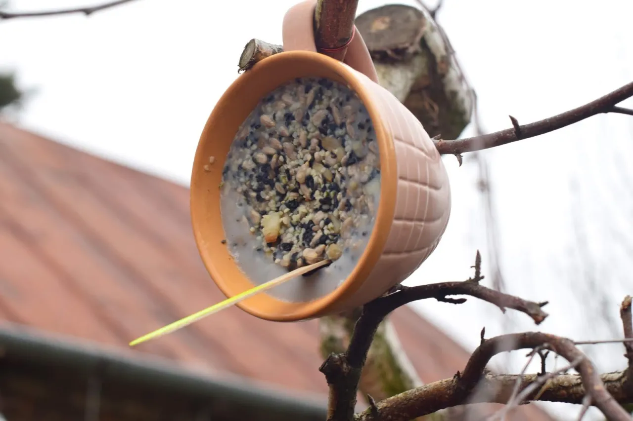 domowe kule tłuszczowe dla ptaków