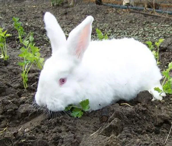 Nowozelandzki Biały i Kalifornijski kr&oacute;lik