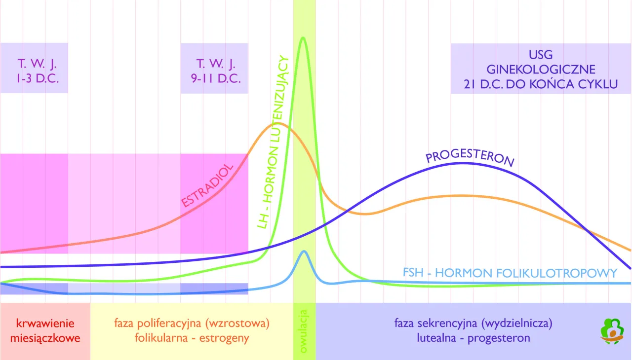 Estradiol cykl miesiączkowy wykres